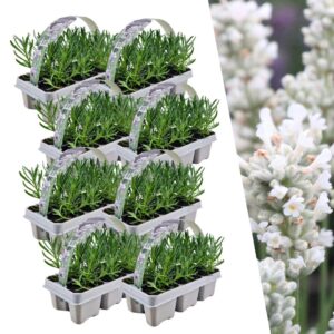 Lavendel angustifolia wit | 48 stuks