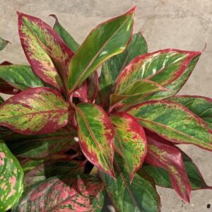 Aglaonema Crete