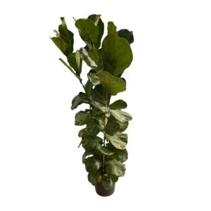 Ficus Lyrata struik