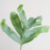 Phlebodium Aureum 'Blue Star' met Mand Lissabon wit