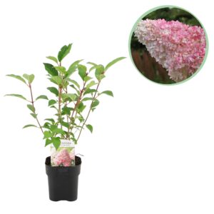 Pluim Hortensia - Hydrangea panniculata Vanille Fraise - Bloem Wit Roze - 1 Plant - Bladverliezend - Grote Bloemen