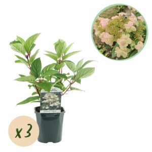 Pluim Hortensia - Hydrangea panniculata Wims Red - Bloem Wit Rood  - 3 Planten - 1 m2 - Bladverliezend - Grote Bloemen