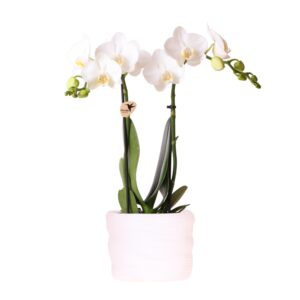 Witte phalaenopsis orchidee - Amabilis - in Como pot incl. waterreservoir