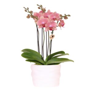 Oranje-roze phalaenopsis orchidee - Pirate Picotee - in Como pot incl. waterreservoir