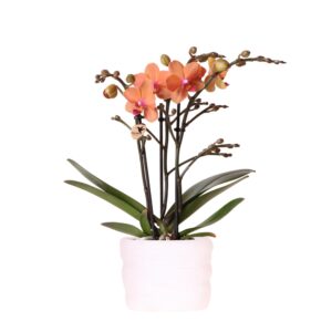 Oranje phalaenopsis orchidee - Bolzano - in Como pot incl. waterreservoir