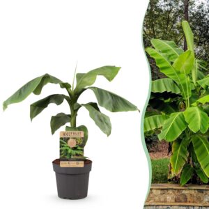 Japanse vezelbanaan - Musa Basjoo - Winterhard - Fruitplant