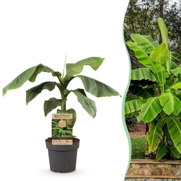 Japanse vezelbanaan - Musa Basjoo - Winterhard - Fruitplant