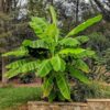 Japanse vezelbanaan - Musa Basjoo - Winterhard - Fruitplant