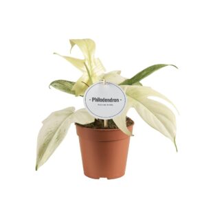 Philodendron Florida Ghost