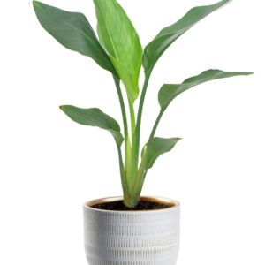 Strelitzia Reginea in 'Beau' pot wit