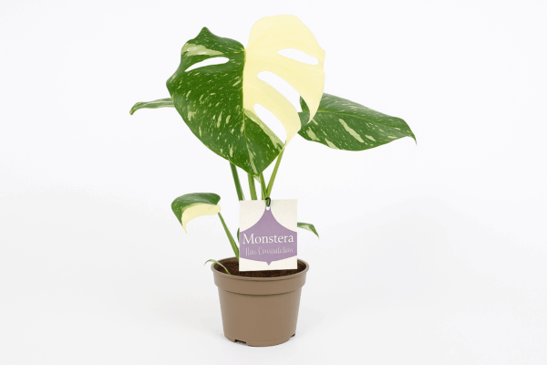 Monstera Thai Constellation