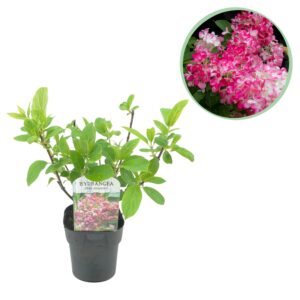 Pluim Hortensia - Hydrangea panniculata Pink Diamond - Bloem Wit Roze  - Bladverliezend - Grote Bloemen