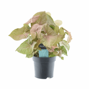 Syngonium Red Heart Feel Green