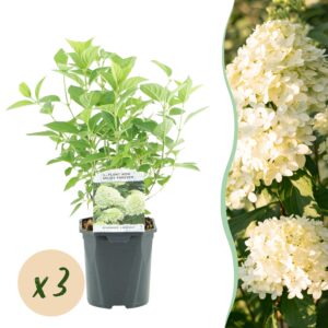 Pluim Hortensia - Hydrangea panniculata Limelight - Bloem Creme Wit - 3 Planten - 1 m2 - Bladverliezend - Grote Bloemen