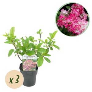 Pluim Hortensia - Hydrangea panniculata Pink Diamond - Bloem Wit Roze - 3 Planten - 1 m2 - Bladverliezend - Grote Bloemen