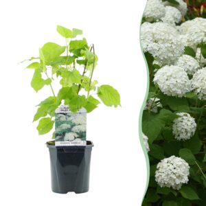 Pluim Hortensia - Hydrangea arborescens Annabelle - Bloem Wit - 1 Plant - Bladverliezend - Grote Bloemen