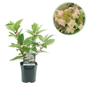 Pluim Hortensia - Hydrangea panniculata Wims Red - Bloem Wit Rood - 1 Plant - Bladverliezend - Grote Bloemen