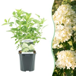 Pluim Hortensia - Hydrangea panniculata Limelight - Bloem Creme Wit - 1 Plant - Bladverliezend - Grote Bloemen