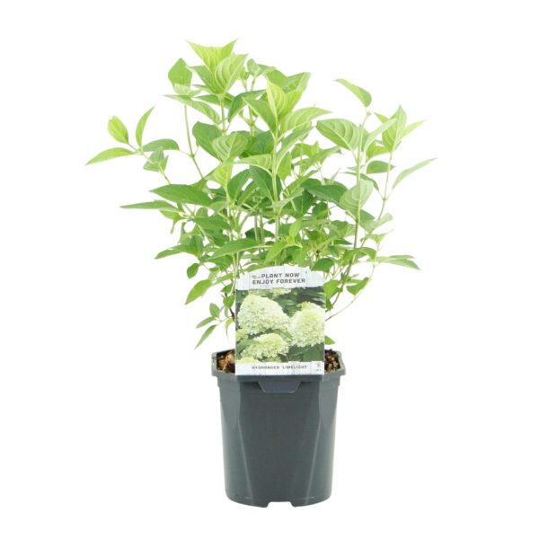 Pluim Hortensia - Hydrangea panniculata Limelight - Bloem Creme Wit - 1 Plant - Bladverliezend - Grote Bloemen