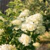 Pluim Hortensia - Hydrangea panniculata Limelight - Bloem Creme Wit - 1 Plant - Bladverliezend - Grote Bloemen