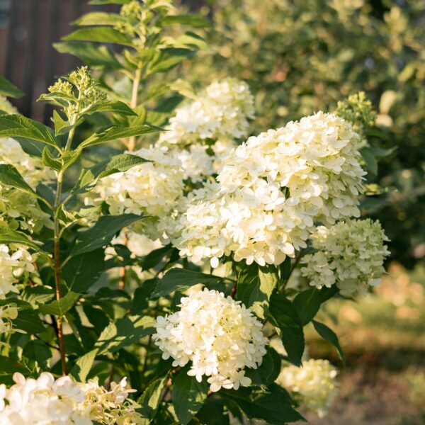 Pluim Hortensia - Hydrangea panniculata Limelight - Bloem Creme Wit - 1 Plant - Bladverliezend - Grote Bloemen