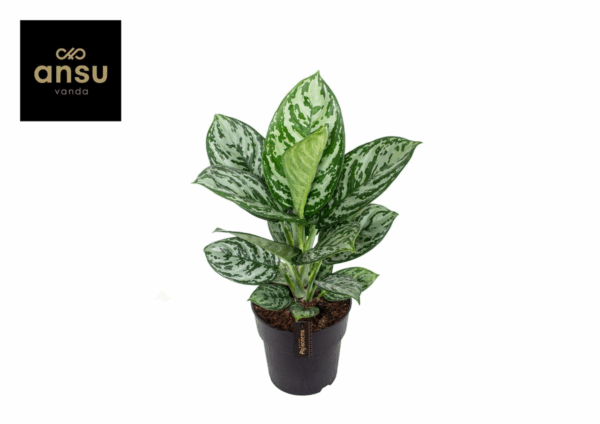 Aglaonema Jungle Silver