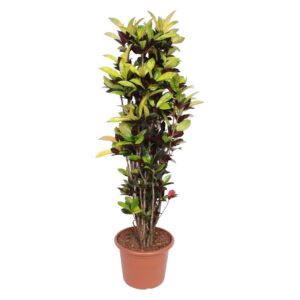 thumbnail_6000-103.jpg Codiaeum Iceton (Croton Iceton)