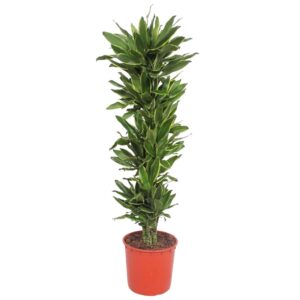 thumbnail_6000-107.jpg Dracaena Golden Coast