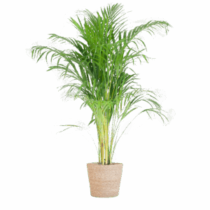 Areca Palm (Dypsis) met Sofia mand naturel