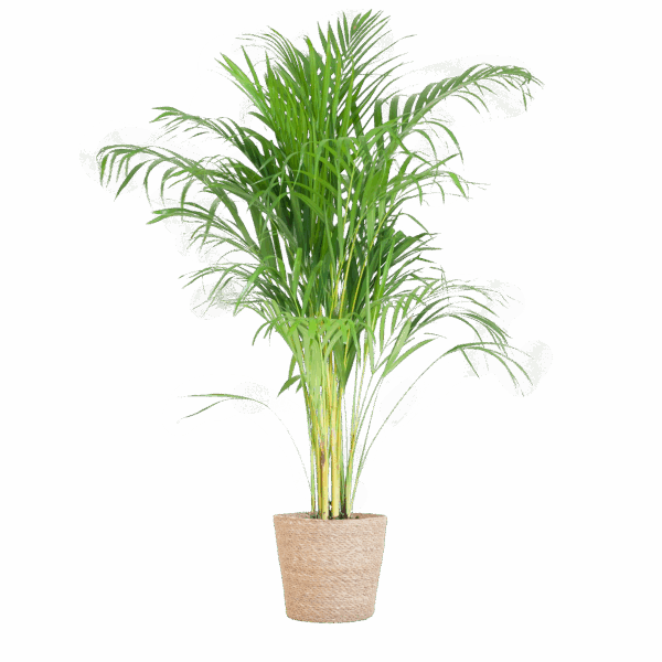 thumbnail_6000-11.png Areca Palm (Dypsis) met Sofia mand naturel