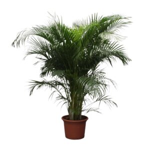 thumbnail_6000-111.jpg Dypsis Lutescens (Areca Palm)