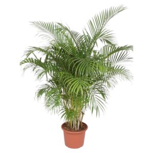 thumbnail_6000-115.jpg Dypsis Lutescens (Areca Palm)
