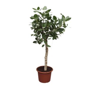 thumbnail_6000-124.jpg Ficus Benghalensis boom
