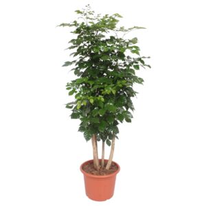 thumbnail_6000-129.jpg Radermachera Hainanensis