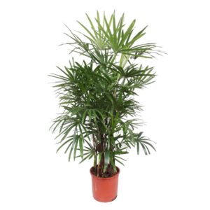 thumbnail_6000-137.jpg Rhapis Excelsa