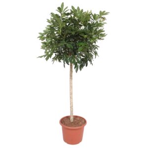 thumbnail_6000-149.jpg Schefflera Arboricola Compacta boom