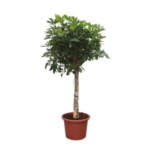 thumbnail_6000-153.jpg Schefflera Arboricola Compacta boom