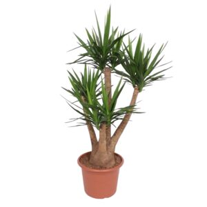 thumbnail_6000-154.jpg Yucca Elephantipes vertakt