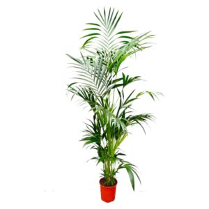 thumbnail_6000-162.jpg Kentia Palm