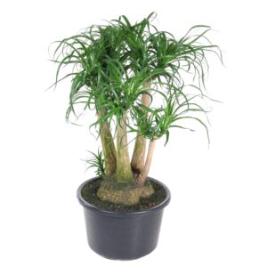 thumbnail_6000-166.jpg Beaucarnea vertakt