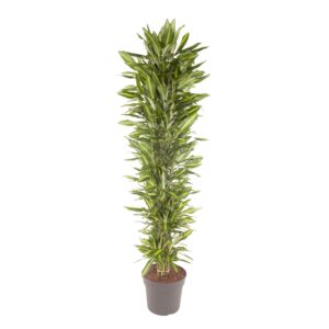 thumbnail_6000-170.jpg Dracaena Cintho vertakt