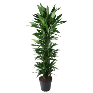 thumbnail_6000-174.jpg Dracaena Janet Lind vertakt