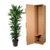 Dracaena Janet Lind vertakt