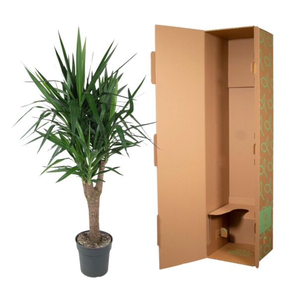 Yucca Elephantipe vertakt