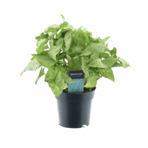 thumbnail_6000-2.png Syngonium White Butterfly Feel Green