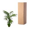 Kentia Palm XL
