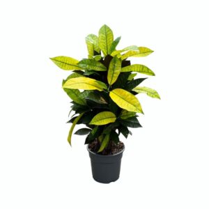 thumbnail_6000-22.jpg Croton Mrs. Iceton