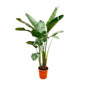 thumbnail_6000-229.jpg Strelitzia Augusta XXL