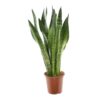 Sansevieria Zeylanica