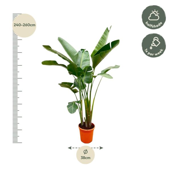 Strelitzia Augusta XXL